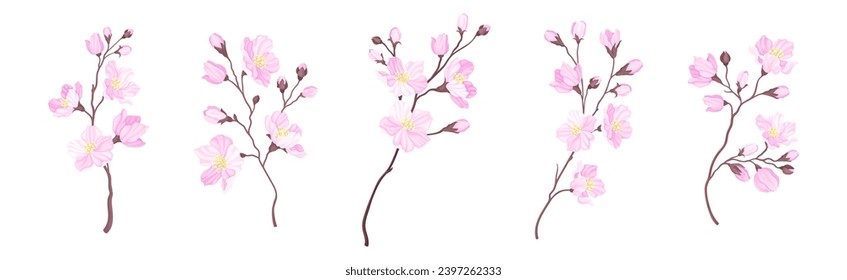 Blooming Cherry Branches with Tender Pink Flower Blossom Vector Set