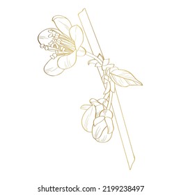 Blooming cherry. Golden Sakura branch with flower buds. Gold drawing of a blossoming tree in spring. Logo with Japanese cherry blossoms. Linear Art.