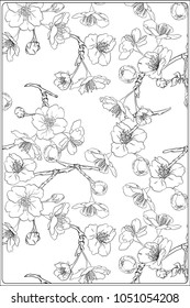 Blooming cherry japanese sakura pattern. Stock vectorÂ illustration.  Outline hand drawing. Good for coloring A4 format page for theÂ adult coloring book. 