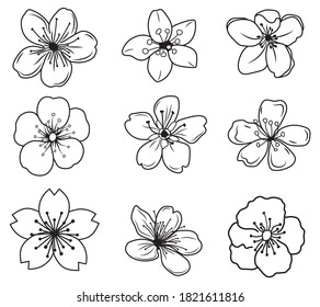 Blooming cherry set. Collection of sakura flower buds. Linear art. Vector illustration of spring flowers of Japanese cherry. Hand-drawn. Tattoos.