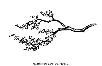Blooming cherry tree branch. Ink sketch isolated on white background. Hand drawn vector illustration. Vintage style stroke drawing.
