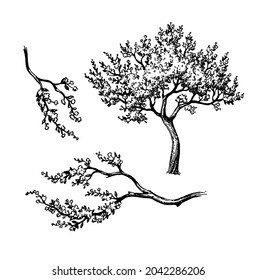 Blooming cherry tree and branches.
