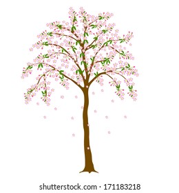 Blooming cherry tree with flowers isolated on white