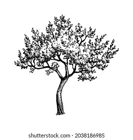 Blooming cherry tree. Ink sketch isolated on white background. Hand drawn vector illustration. Vintage style stroke drawing.