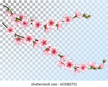 Blooming cherry tree twigs set, blossom collection on transparent background. Vector illustration of spring bloom branches with pink flowers, buds. Realistic design, isolated clip art.