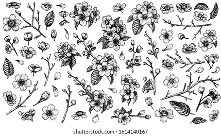 Blooming cherry vector, sketch elements. Sakura vintage flower blossom collection. Set of floral branches, petals, leaves, buds. Line hand drawn spring clip art.