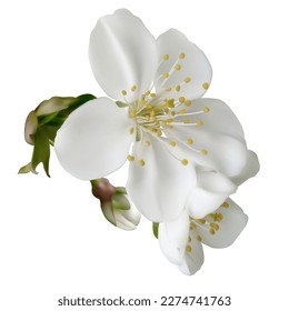 Blooming cherry. White spring flowers. Floral background. Beautiful vector illustration. Isolated.