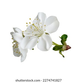 Cereza en flor. Flores de primavera blanca. Fondo floral. Hermosa ilustración vectorial. Aislado.