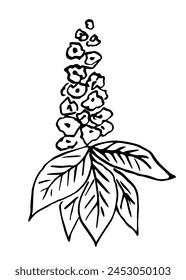 Blooming chestnut tree branch, inflorescence. Spring flowers. Simple hand drawn vector drawing with black outline. Nature and vegetation, ink sketch. svg