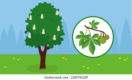 blooming chestnut tree on green grass
