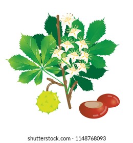 Blooming chestnut vector illustration, isolated group of objects with chestnut, leaves, shell, brunch and flowers. Natural botanic closeup design.