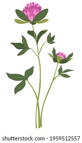 Blooming clover plant with leaves, stem and flourishing petals. Meadow or field in rural area or countryside. Pasture herb, Armeria Maritima decorative pinkish wildflower. Vector in flat style