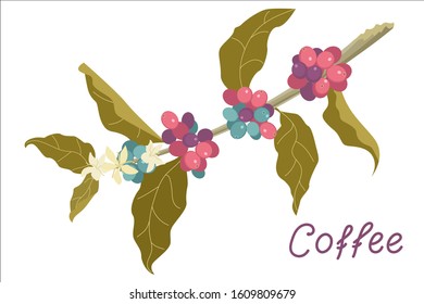 Blooming coffee branch isolated on white background. Colorful flowers, ripe grains and leaves on stick. Flat Art Vector Illustration