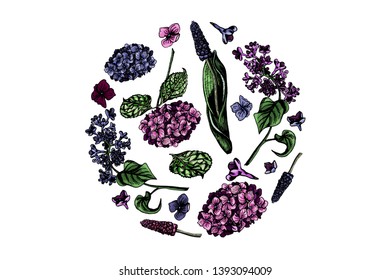 Blooming colorful flowers, leaves items composed in circle shape. Pink, purple hydrangea, muscari, lilac flora, hand drawn. For design, greeting, romantic card.
