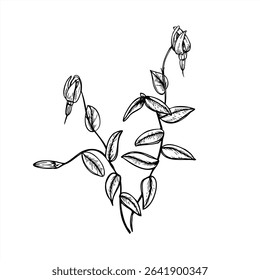 arbusto de oxicoco florescente com ramos, folhas, flores e brotos monocromáticos linha de vetor arte esboço de tinta preta. Bagas silvestres para projetos botânicos, embalagem eco-friendly, marca de produtos à base de plantas