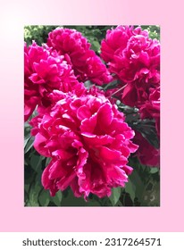 Blooming crimson peonies as far as the eye can see