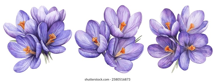 blooming crocus flowers with delicate purple petals and vibrant orange stamens. Perfect for spring-themed designs, botanical art, and nature-inspired projects.