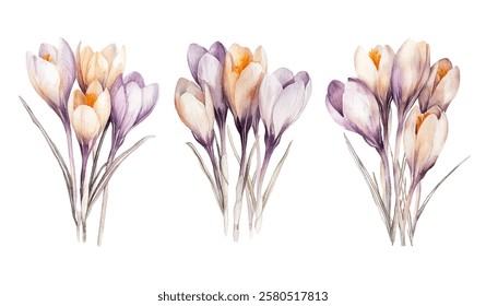 blooming crocus flowers with delicate purple petals and vibrant orange stamens. Perfect for spring-themed designs, botanical art, and nature-inspired projects.