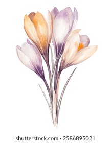 blooming crocus flowers with delicate purple petals and vibrant orange stamens. Perfect for spring-themed designs, botanical art, and nature-inspired projects.