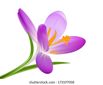 Blooming crocus on a white background