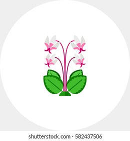 Blooming cyclamen  icon