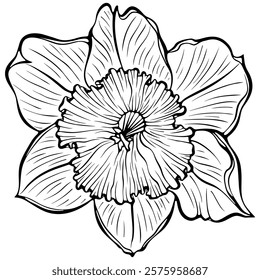 Blooming daffodil flower head. Spring narcissus plant. Vintage flower. Vector illustration in hand drawn sketch doodle style. Line art graphic wildflower isolated on white. Design for coloring book