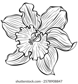 Blooming daffodil flower head. Spring narcissus plant. Vector illustration in hand drawn sketch doodle style. Line art graphic wildflower isolated on white. Design for coloring book