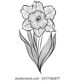 Blooming daffodil on a stem with leaves. Vintage spring narcissus plant. Vector illustration in hand drawn sketch doodle style. Line art graphic wildflower isolated on white. Design for coloring book