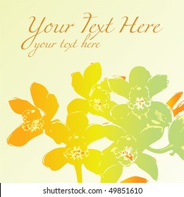  Blooming daffodils isolated on white background