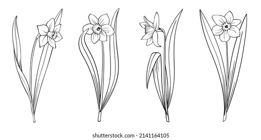 Blooming daffodils set isolated on white. Narcissus flower plant with stem and leaves, hand drawn outline sketch. Vector decorative element for floral design, botanical illustration, coloring book.