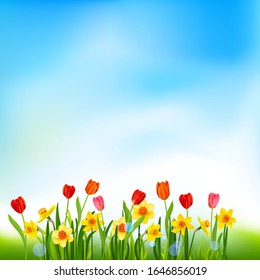 Blooming daffodils and tulips nature background