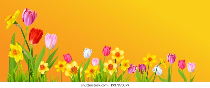 Blooming daffodils and tulips on yellow background. Spring nature banner with place for text