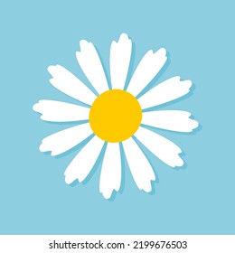 Blooming Daisy Collection. white petal daisy blooming in spring