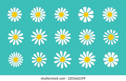 Blooming Daisy Collection. white petal daisy blooming in spring