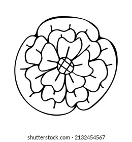 Blooming daisy flower bud line art. Doodle natural plant. Garden abstract flowers. Hand drawn vector outline illustration. Black and white graphics.