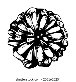 Flor de margarita floreciente. Ilustración lineal vectorial. Gráficos en blanco y negro. Planta natural.
