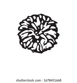 Blooming dandelion. Black and white vector illustration in line art style. Isolated on a white background.