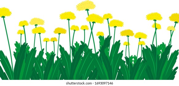 Blooming dandelions with yellow heads and green leaves. Dandelions are a medicinal and food-friendly plant.