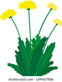 Blooming dandelions with yellow heads and green leaves. Dandelions are a medicinal and food-friendly plant.