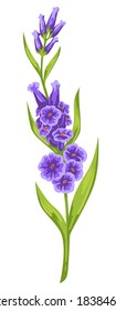 Blooming decorative floral with purple tender petals and green stem with leaves. Isolated lilac botany, feminine gift or present for holiday. Elegant plant, lavender ornament. Vector in flat style