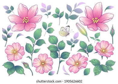 Blooming different flowers heads, buds and leaves isolated on white background. Summer collection with pink dog-roses. Vector floral elements and flying butterfly in vintage style.