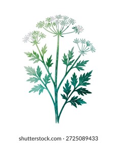 blühender Dill auf weißem Hintergrund . Handgezeichnet. Nicht AI, Vektorgrafik
