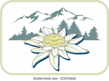 Blooming edelweiss flower. Symbol of Alp mountains. Beautiful postcard. Leontopodium alpinum.