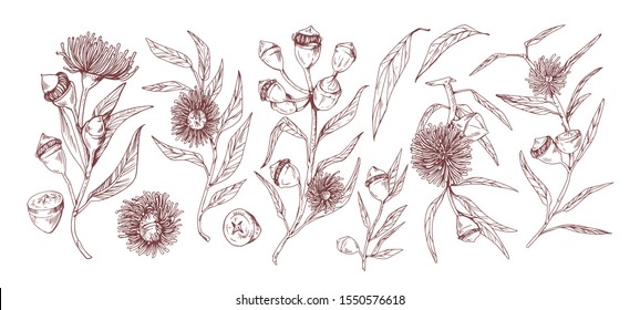 Blooming eucalyptus hand drawn vector illustrations set. Aromatic australian plant twigs with buds and flowers monochrome sketch drawings. Floral engravings with detailed leaves and realistic blossom.