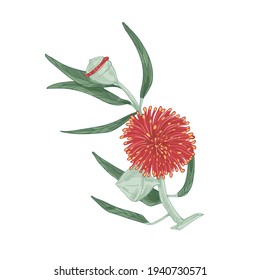 Eucalipto floreciente con flor de sangre roja aislado sobre fondo blanco. Elemento botánico dibujado en estilo vintage. Ilustración vectorial de plantas realistas con pétalos y hojas exuberantes