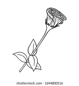 BLOOMING EUSTOMA ON A WHITE BACKGROUND IN THE VECTOR
