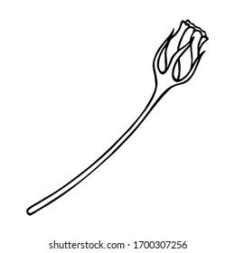 BLOOMING EUSTOMA ON A WHITE BACKGROUND IN THE VECTOR