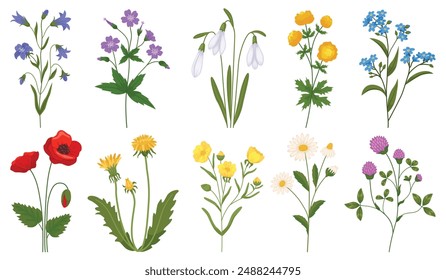 Blooming field flowers. Wild botany and herbs. Chamomile branches. Poppies bud petals. Summer meadow plants. Bells and dandelions blossoms. Wildflower twigs. Recent