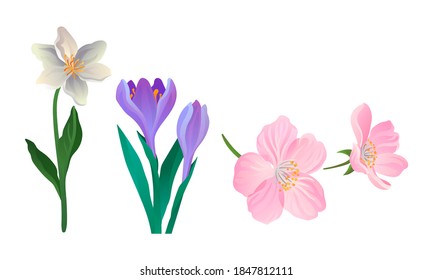 Blooming Field and Meadow Flowers with Tender Petals on Stem Vector Set