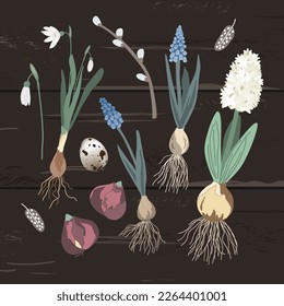 Blooming first spring flowers lie without a pot on a dark wooden background, vector illustration. Hyacinths, snowdrops and muscari plants waiting for transplant.